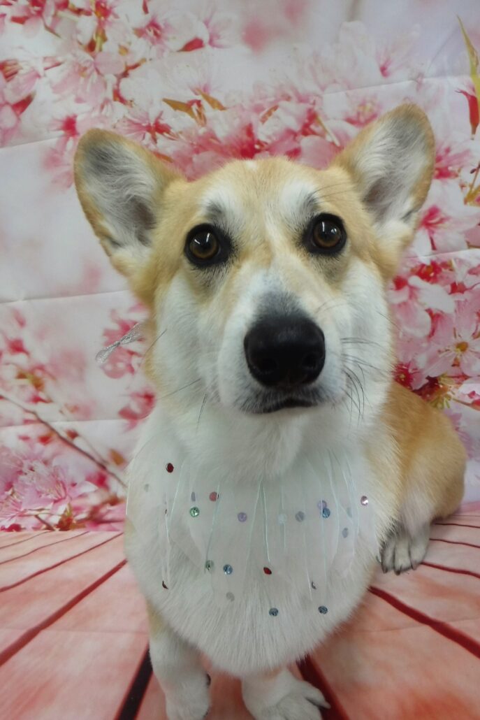 ふじ丸ちゃん