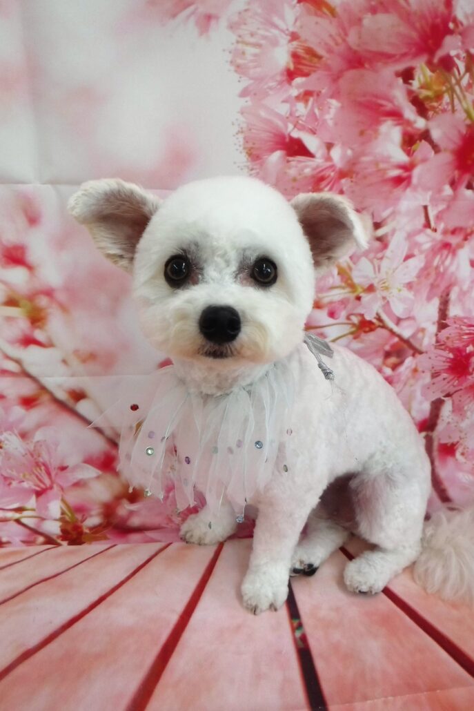 トトちゃん