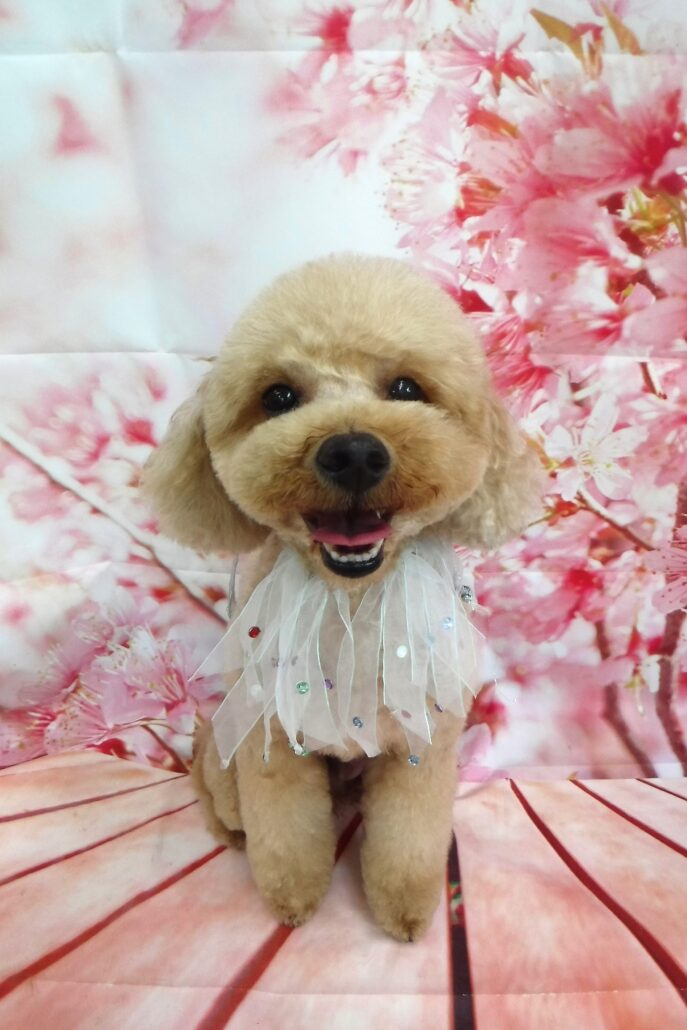 マロンちゃん