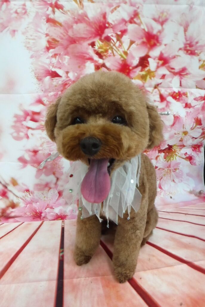 サムちゃん