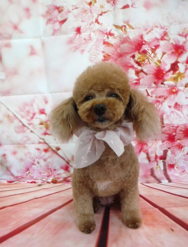 はなちゃん