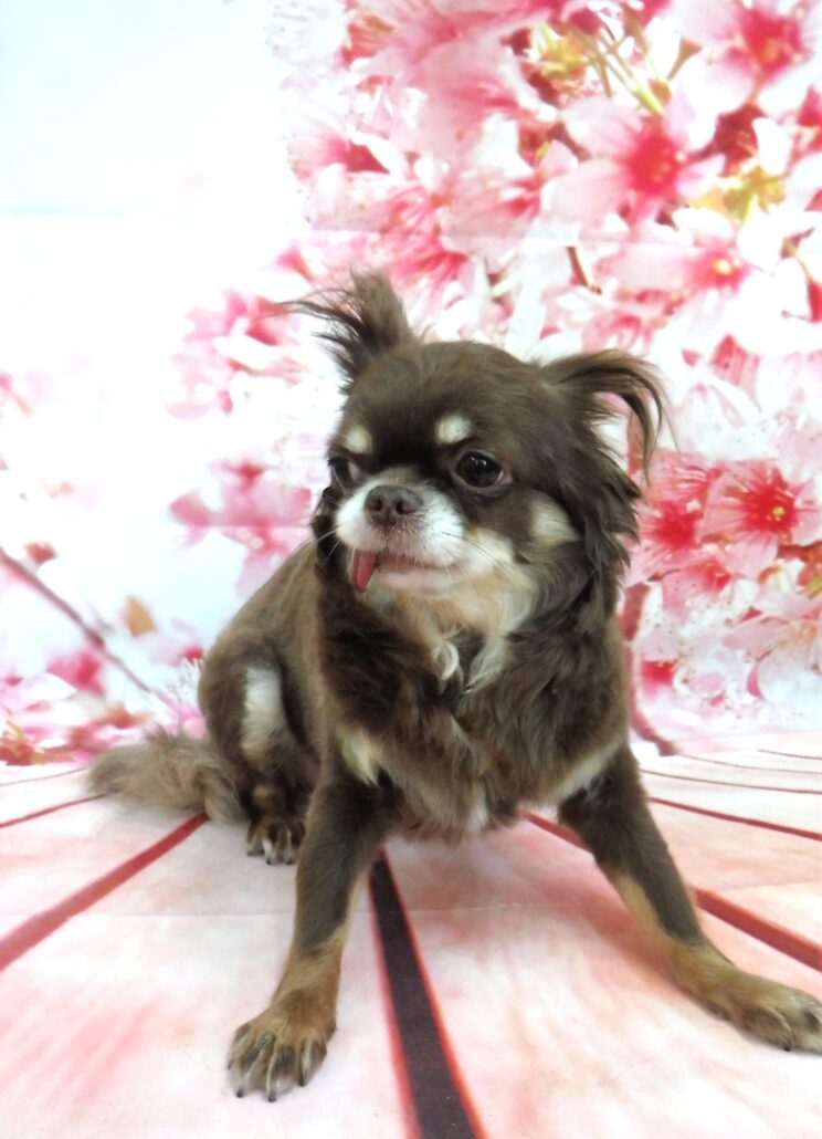 おきちゃん