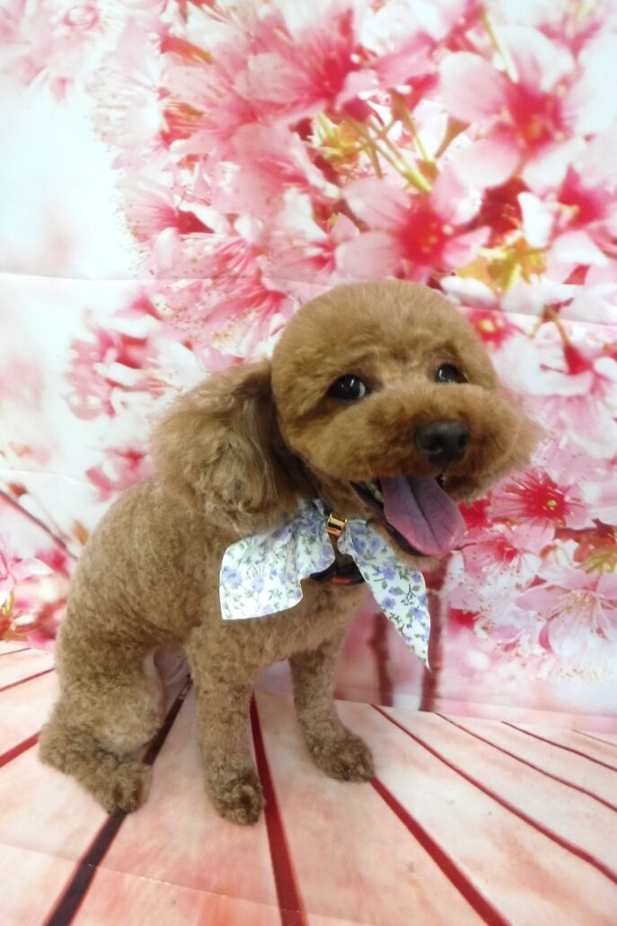 ウールちゃん