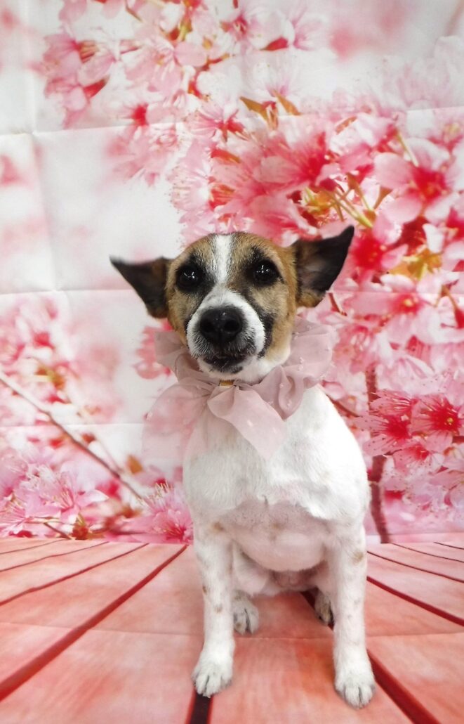ピーちゃん