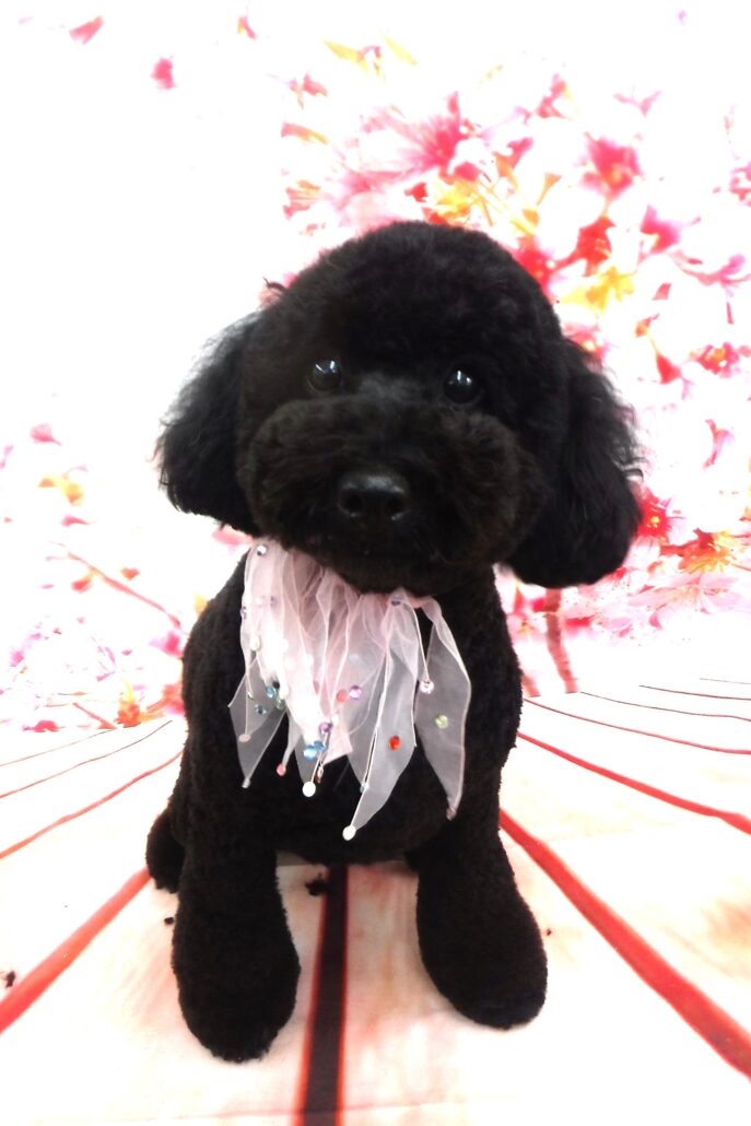 あずきちゃん