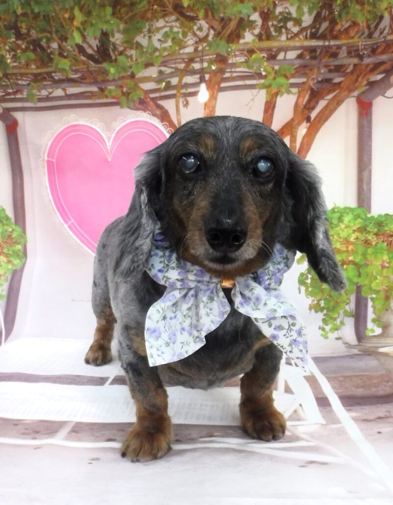 オリーブちゃん