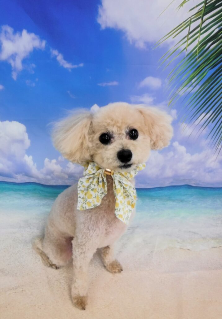 マカロンちゃん