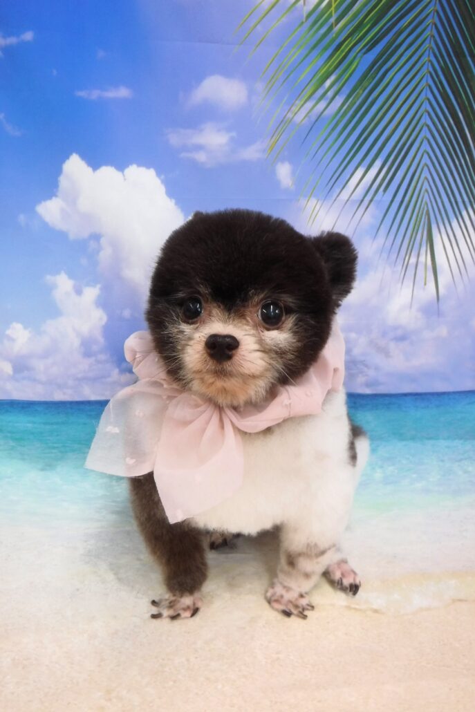 ショコラちゃん