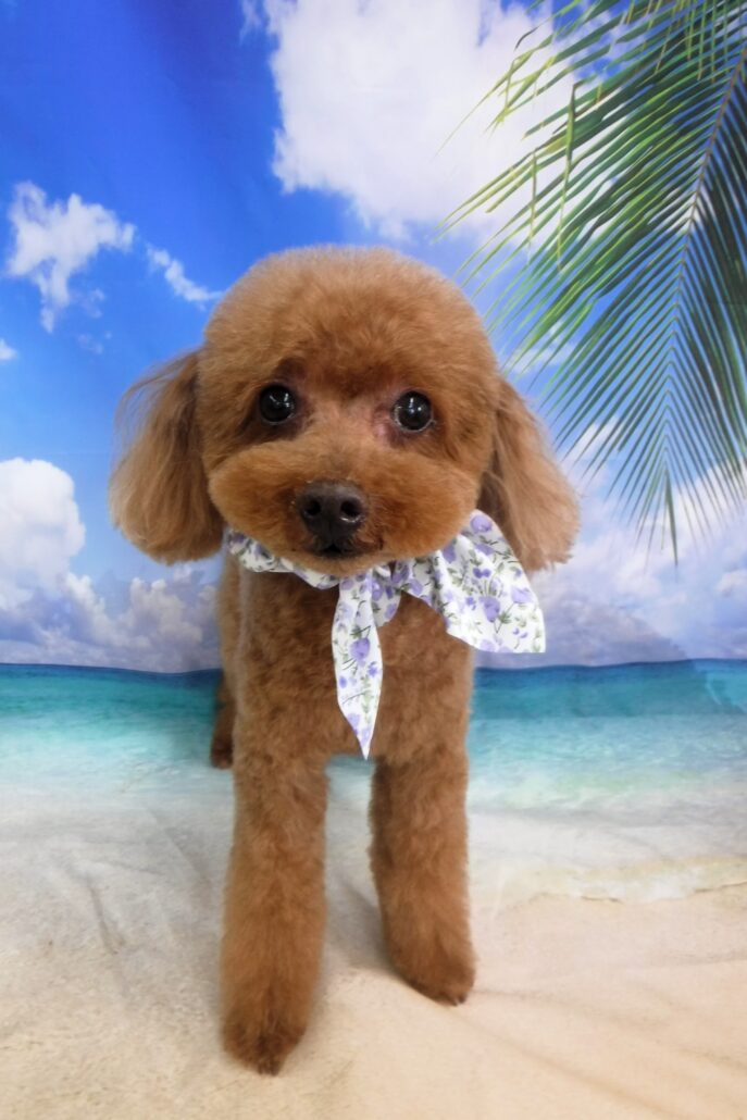 チャチャちゃん