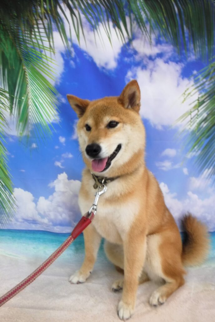 チャチャちゃん