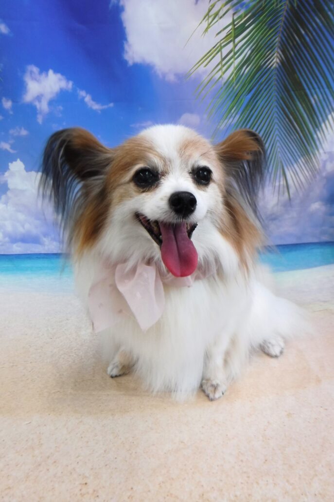 アンちゃん