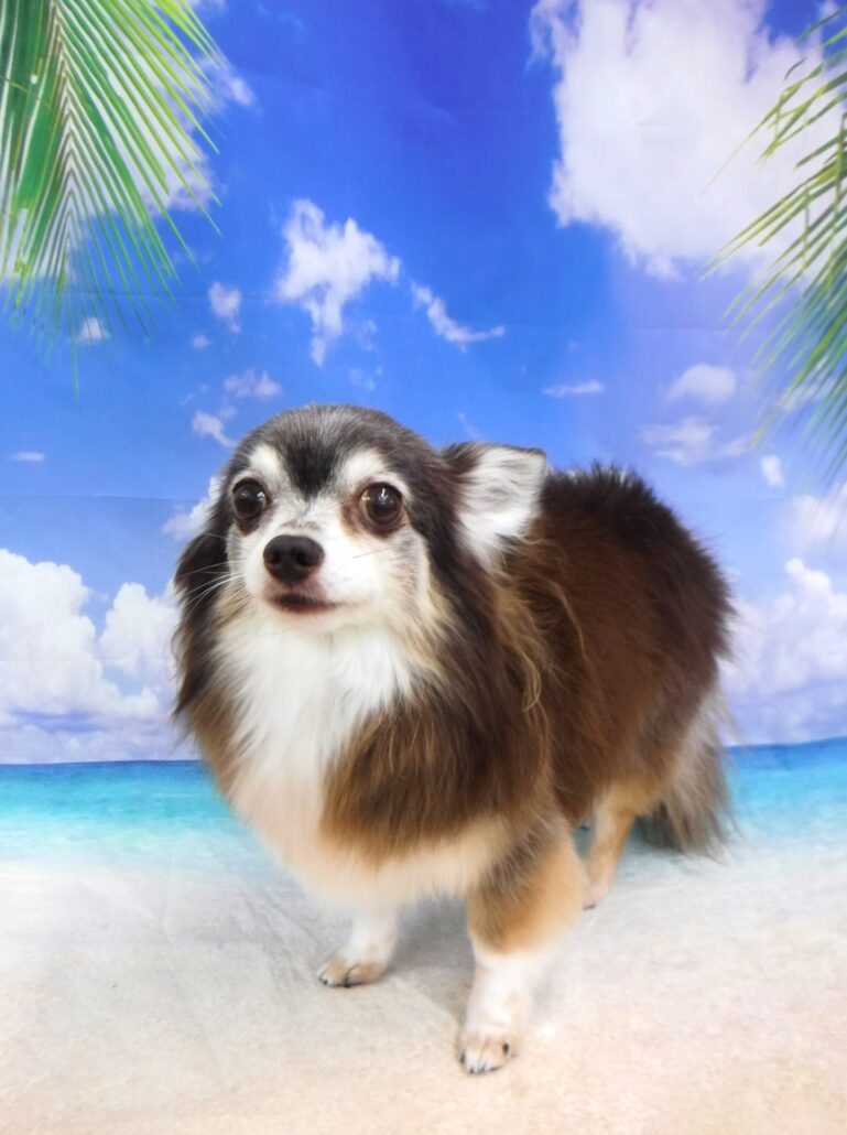 ココちゃん