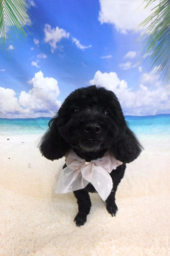 アロハちゃん