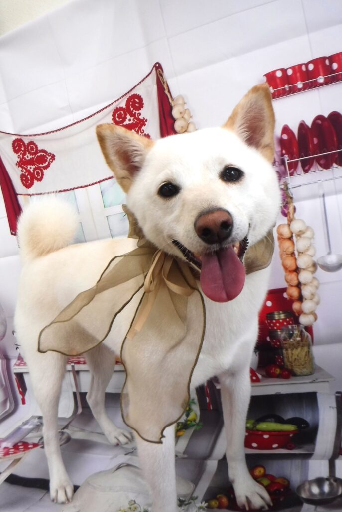 ラテちゃん