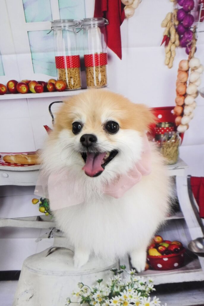 ファンちゃん