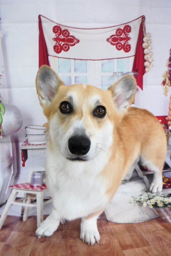 ふじ丸ちゃん