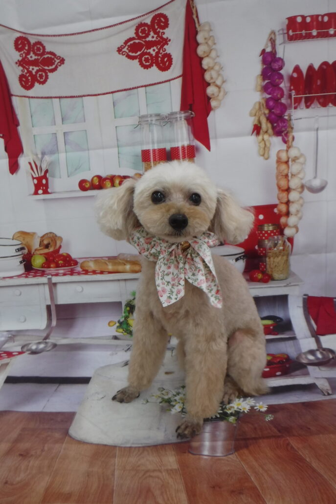 ホイップちゃん