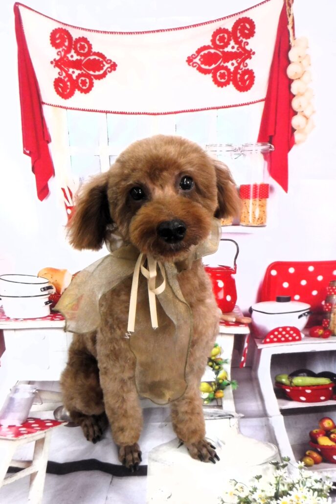 ギンジロウちゃん