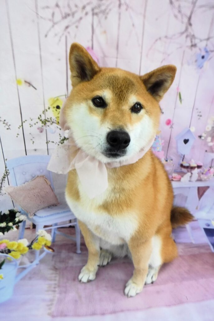 チャチャちゃん