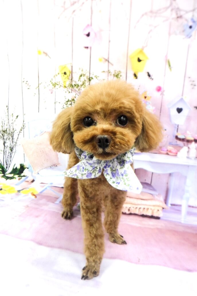 ぽかりちゃん