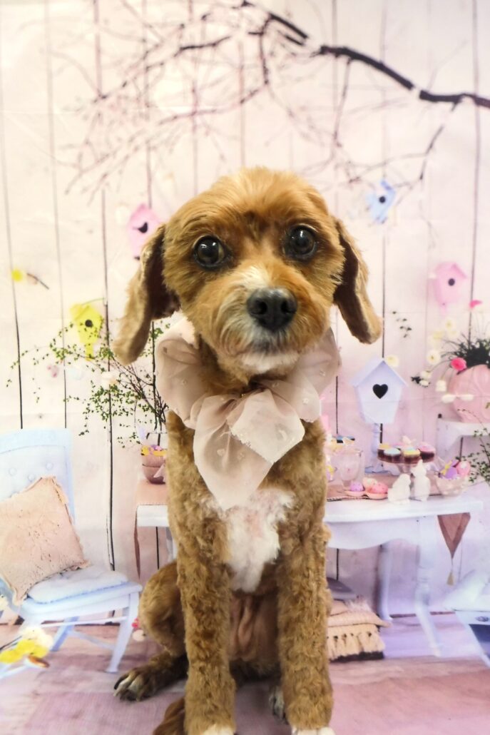 ミトンちゃん