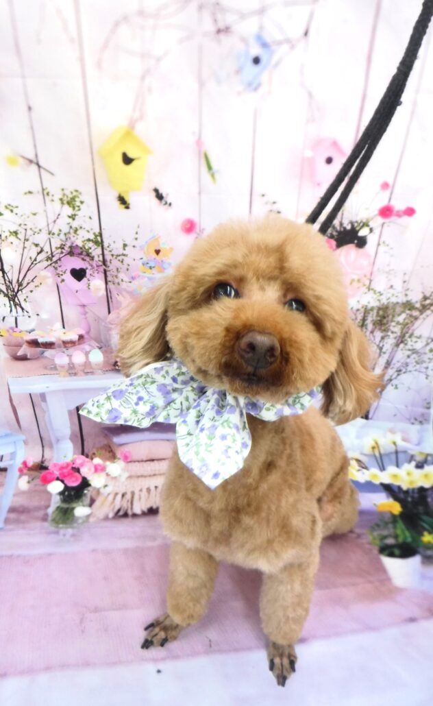 こむぎちゃん