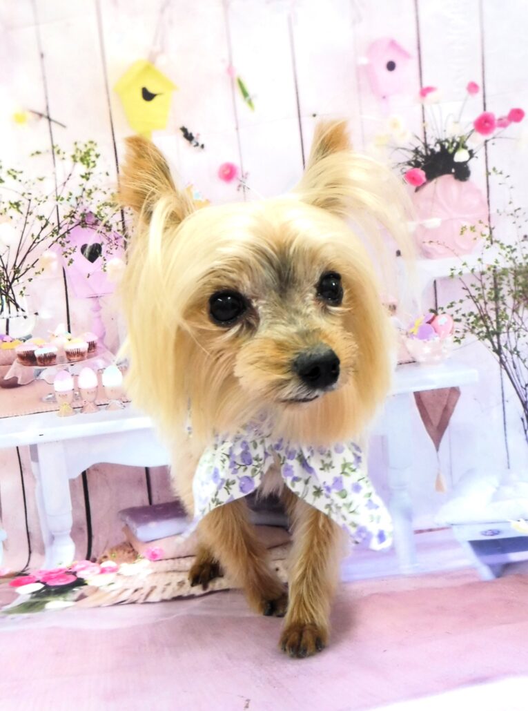 文太ちゃん