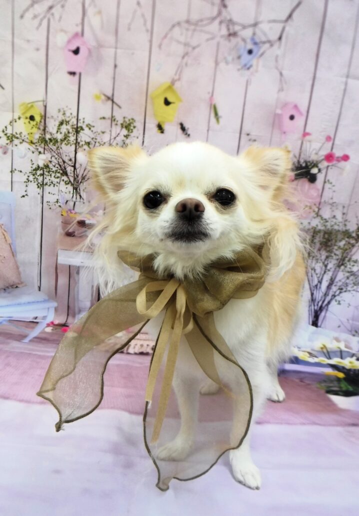 ミルちゃん