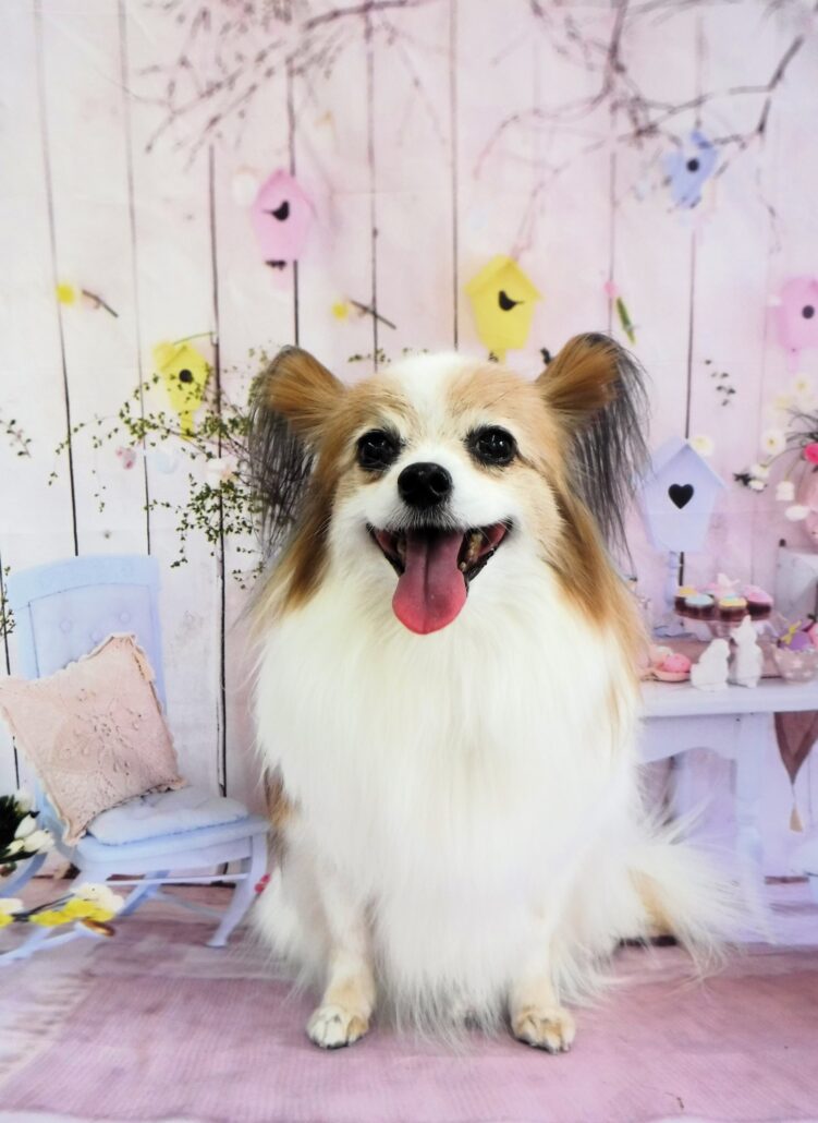 アンちゃん
