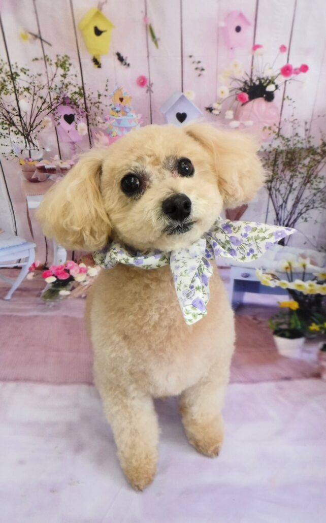 マカロンちゃん
