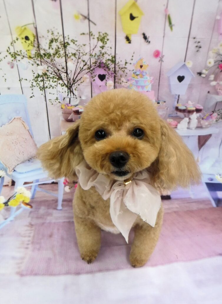 はなちゃん