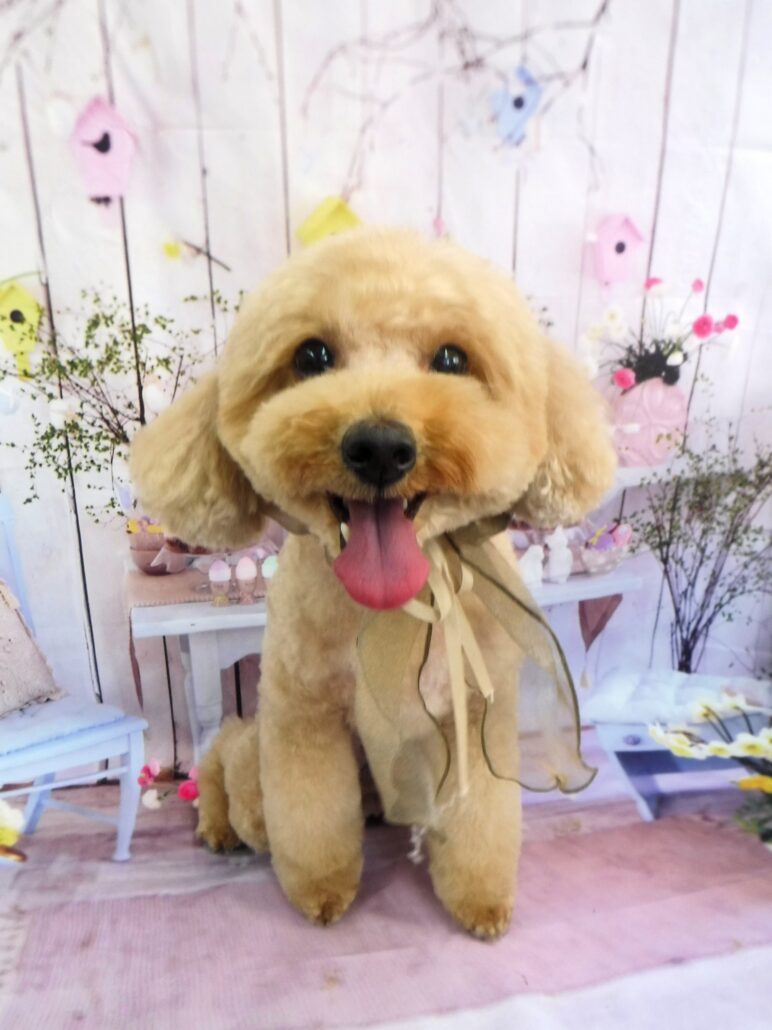 マロンちゃん