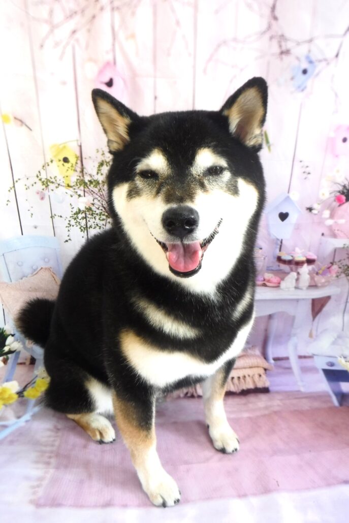 ノアちゃん