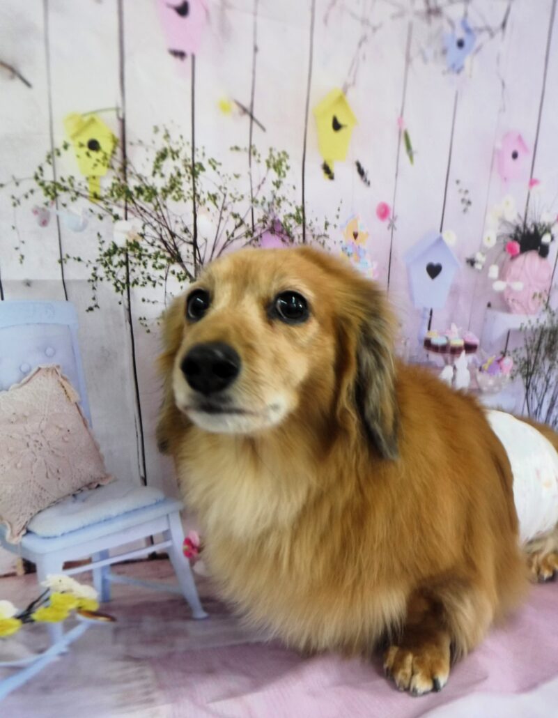 ニコちゃん