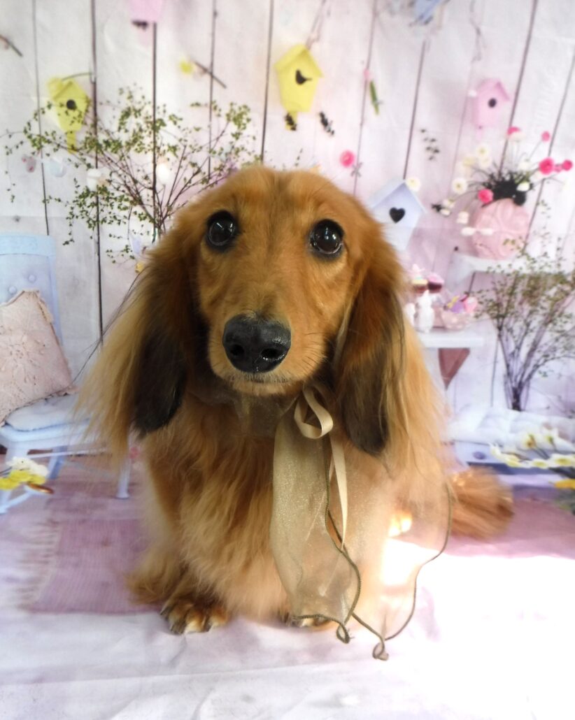 ちゃいちゃん
