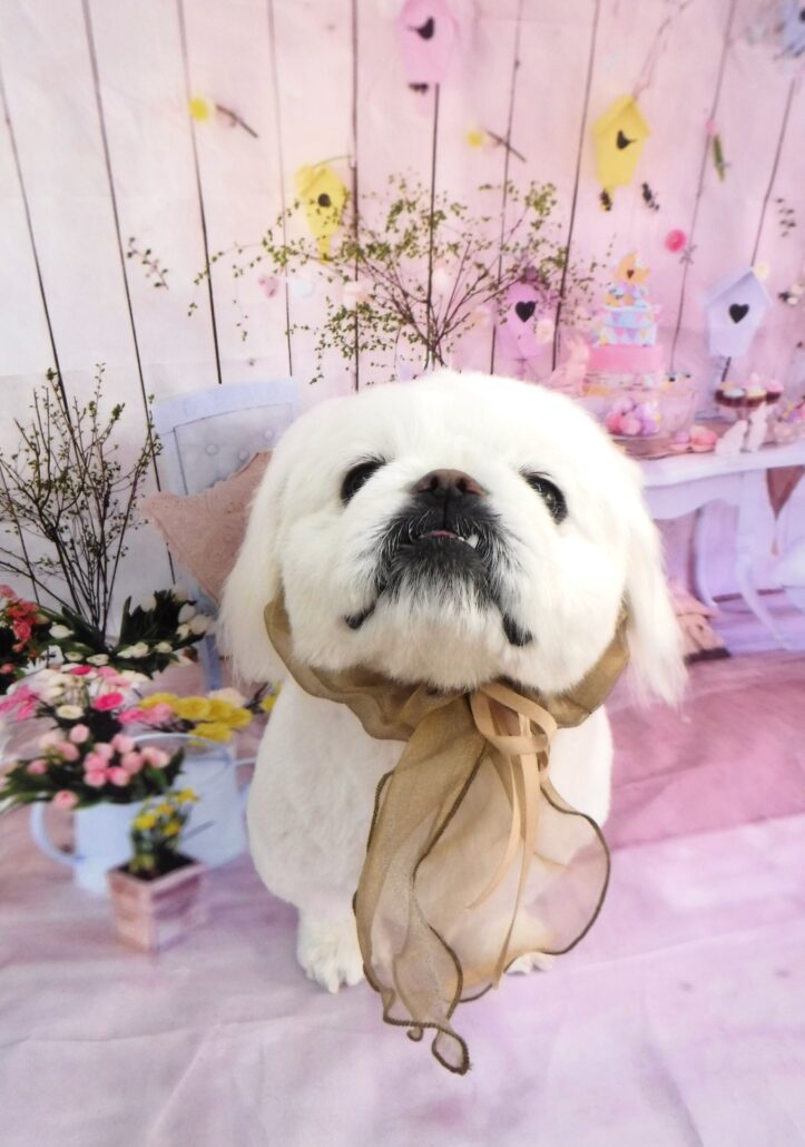 ケンタちゃん