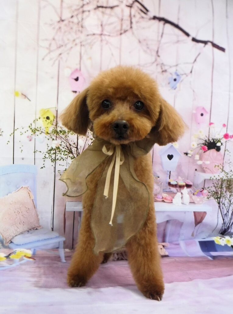 チャチャちゃん