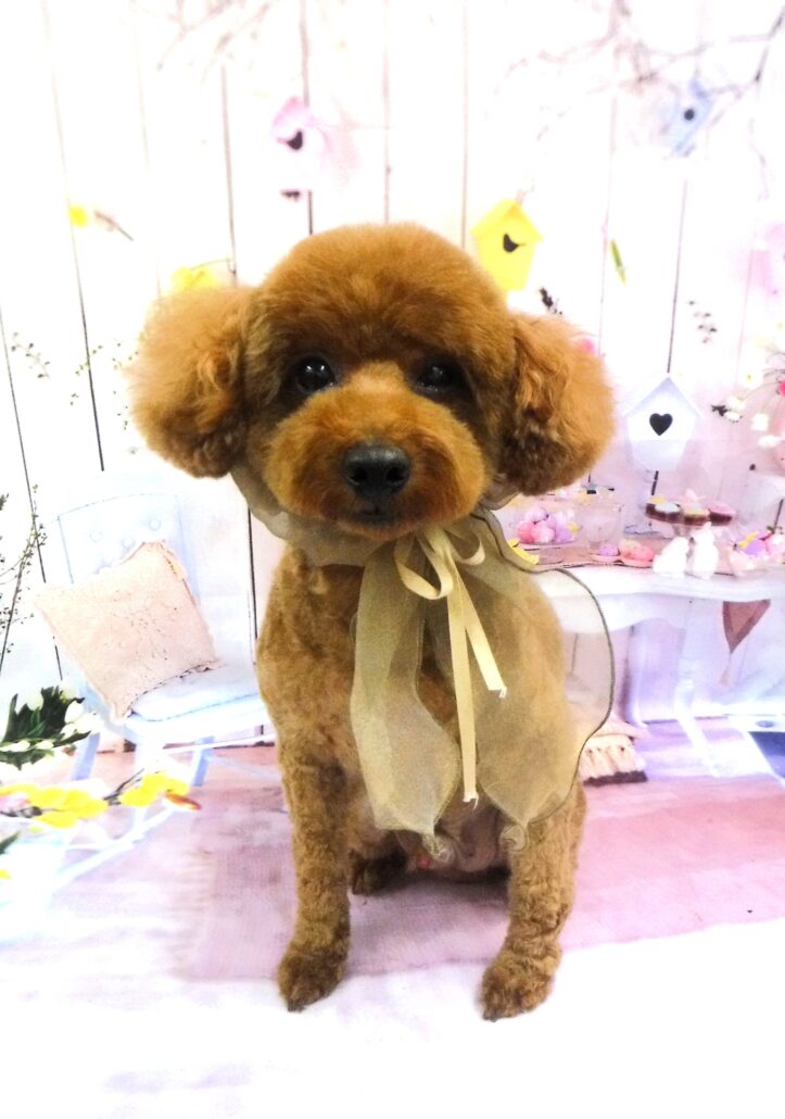 レオちゃん