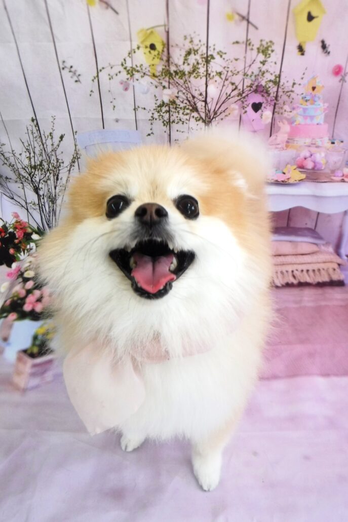 ファンちゃん