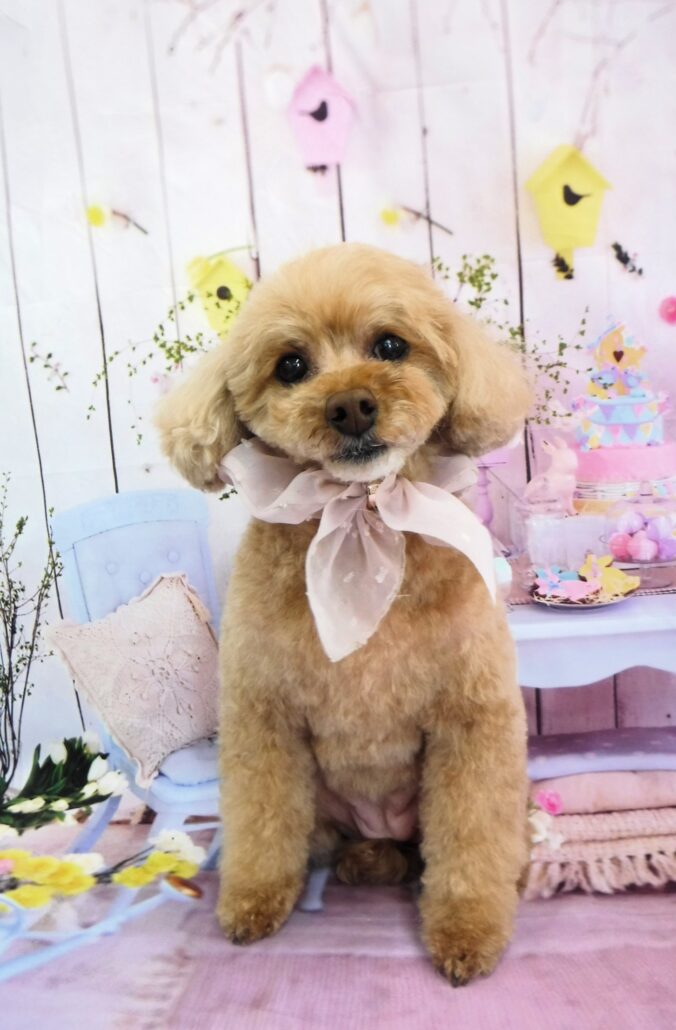 テディちゃん