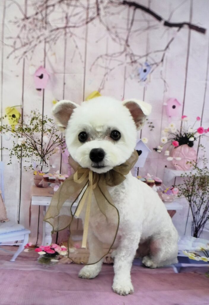 トトちゃん