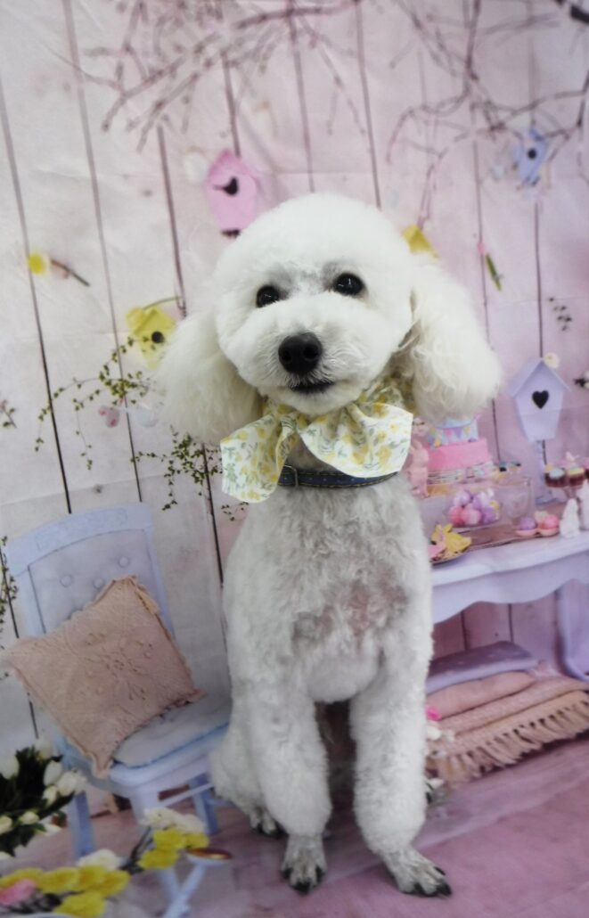 むさしちゃん