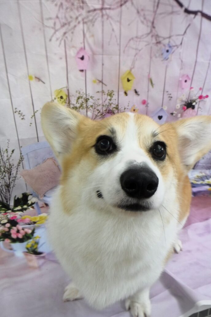 むぎちゃん