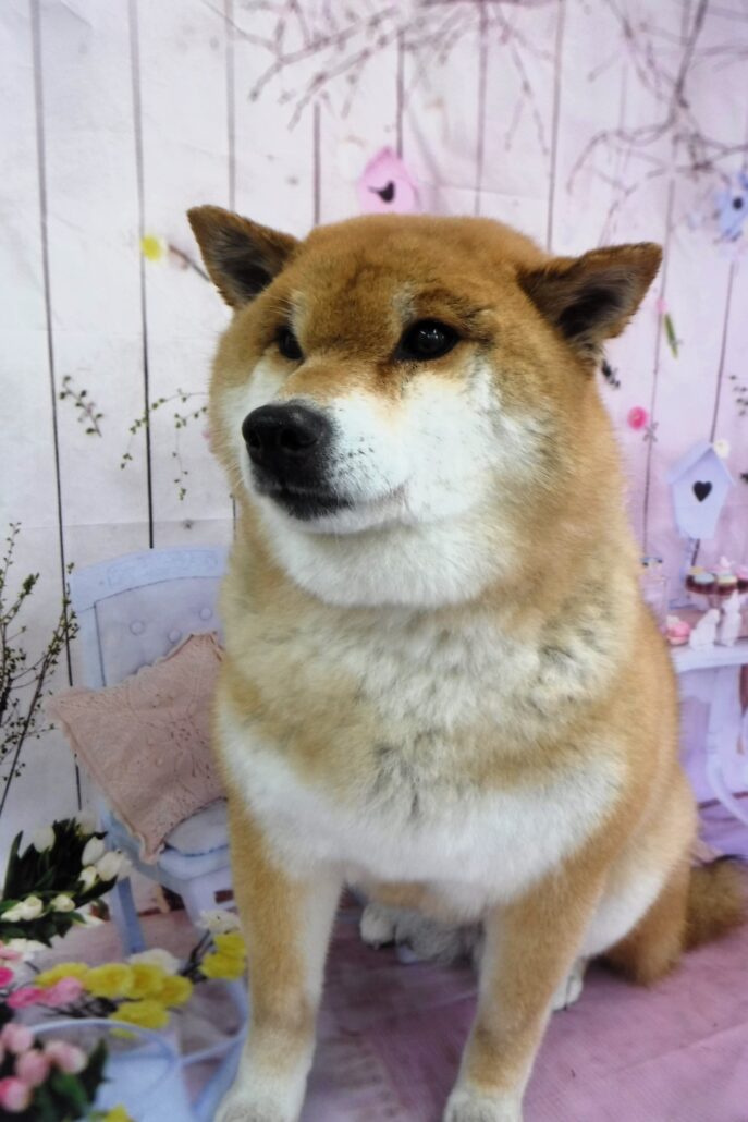 メミちゃん