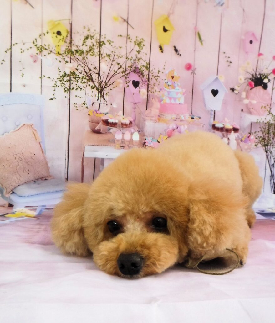 ぺぺちゃん