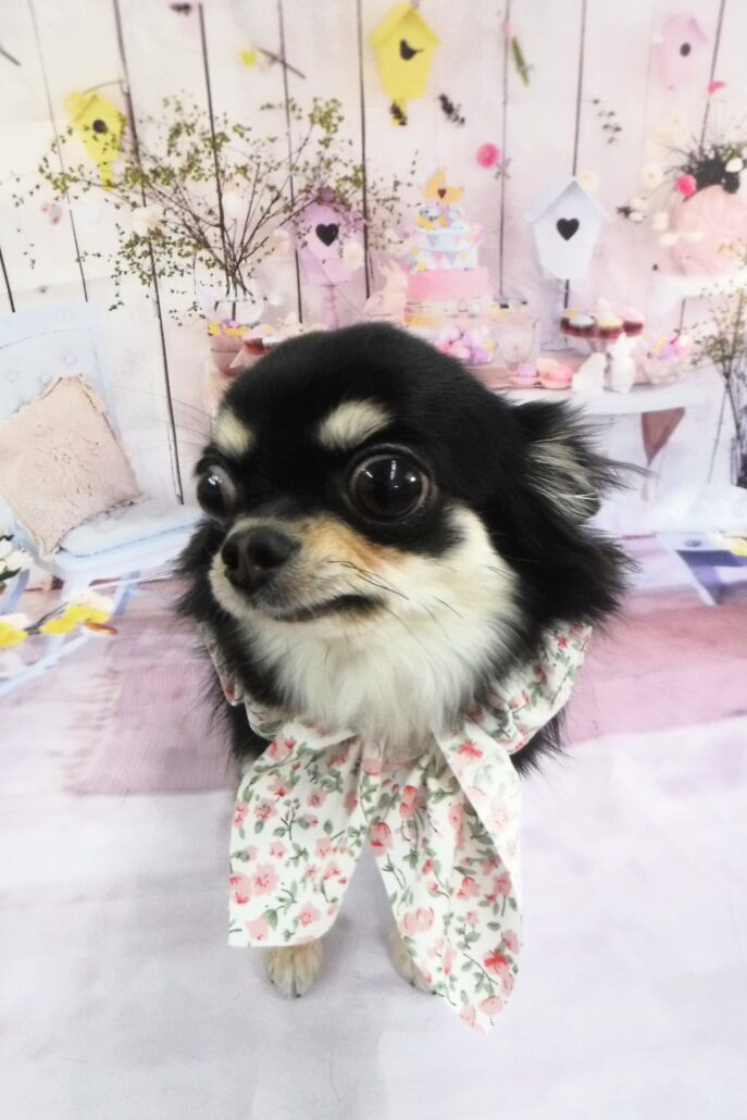 ルｳちゃん