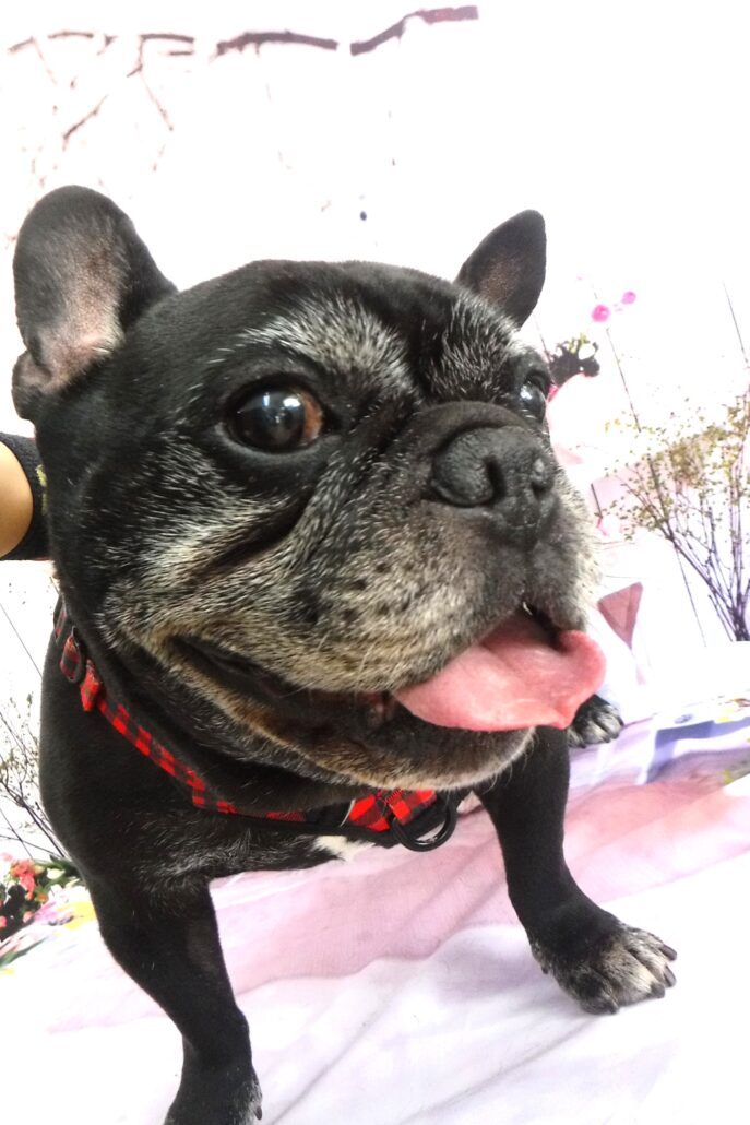 ビッフちゃん