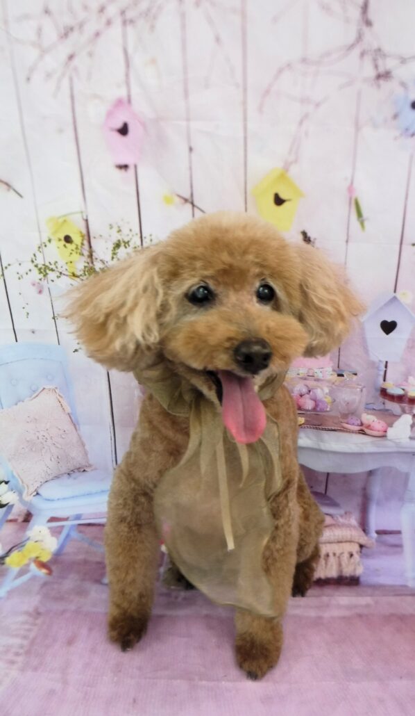 くうちゃん
