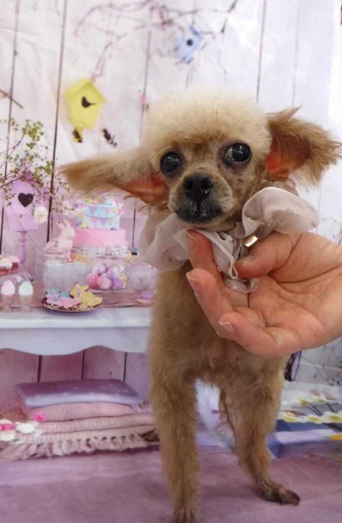 シャクちゃん