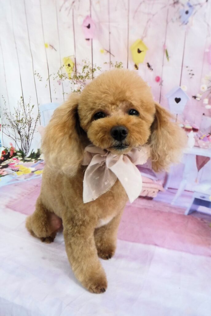 はなちゃん